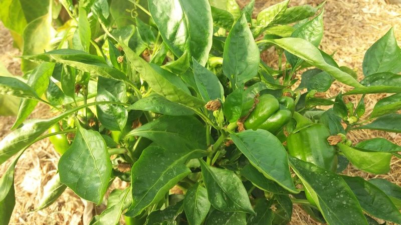 Poivron - piment - Page 6 20160911