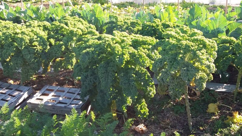 Kale, le chou qui a rendu fous les Américains. - Page 4 20161017