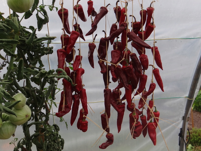 Poivron - piment - Page 6 Dsc03210