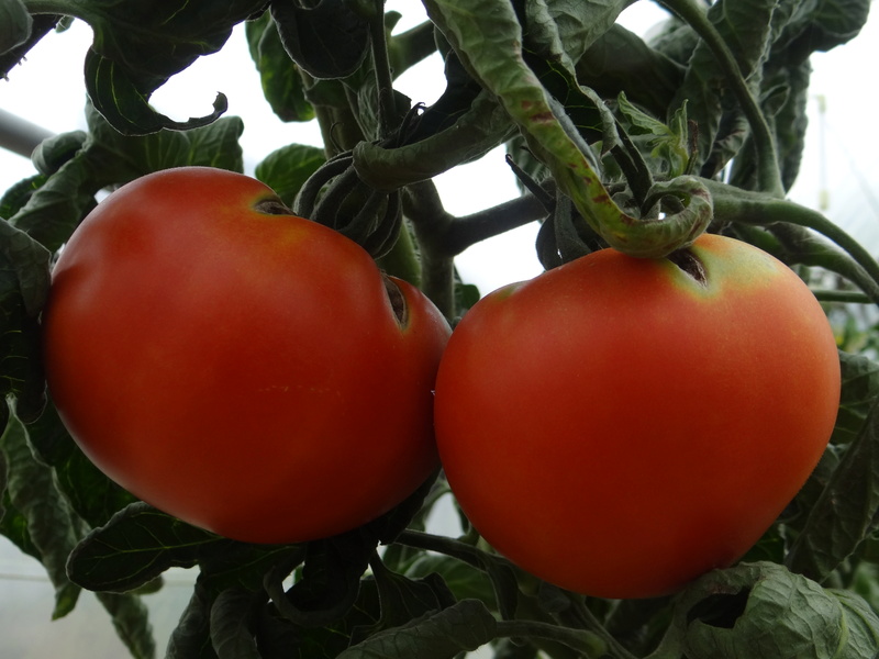 Tomates Dsc03218