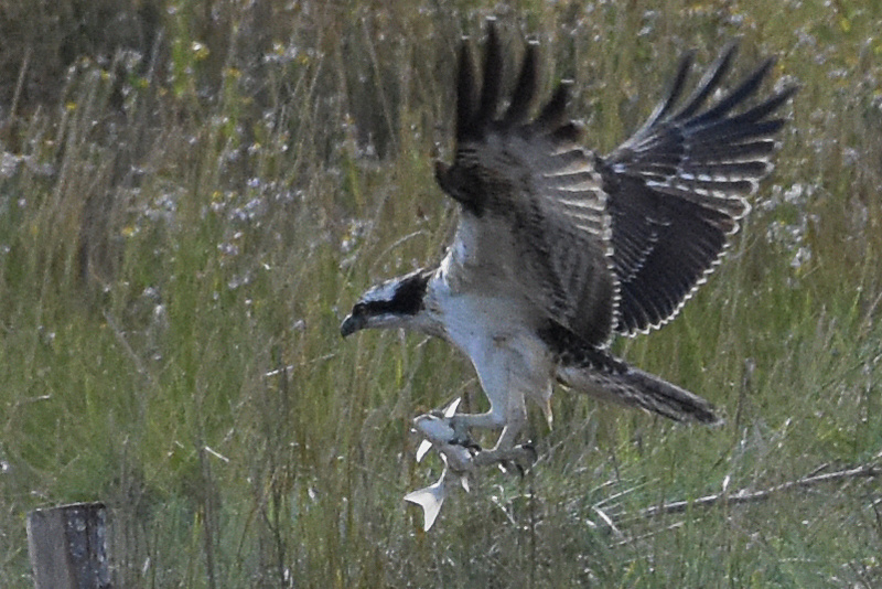 Balbuzard pêcheur - Pandion haliaetus Dsc_5612