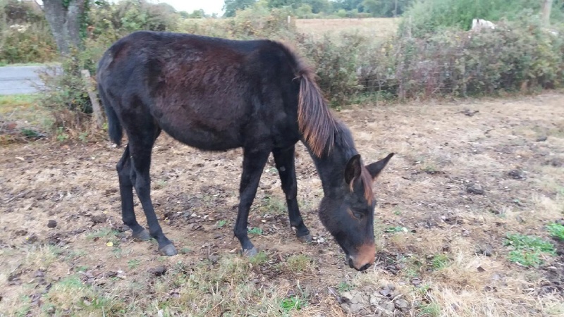 Mule 2 ans dpt 87 20161034