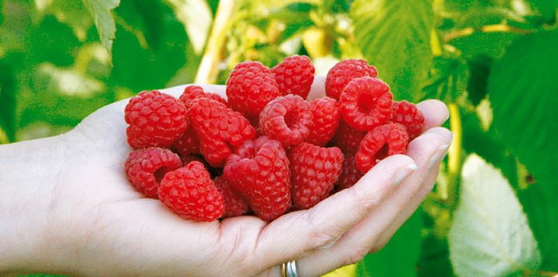 Fleurs,....fruit,.....tout ce qui se mange,...se boit....ou qui vient de la nature.......... - Page 23 Frambo10