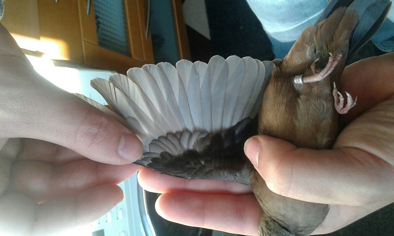 Les ailes de la colombe rousse (C. talpacoti). 13697010