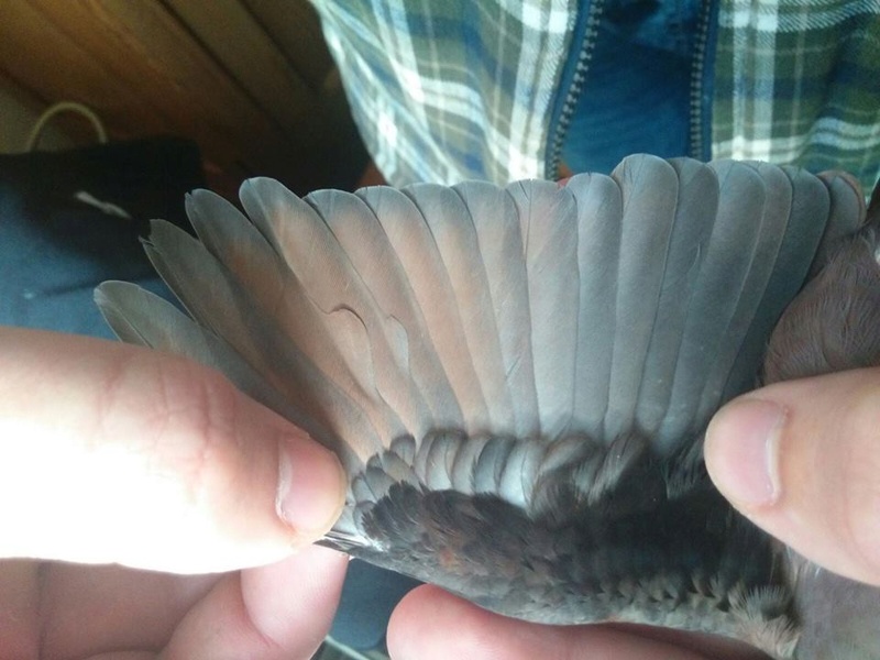 Les ailes de la colombe rousse (C. talpacoti). 13754510
