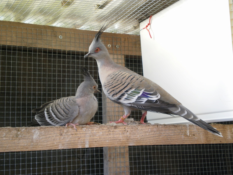 La colombine longup (Ocyphaps lophotes). D210