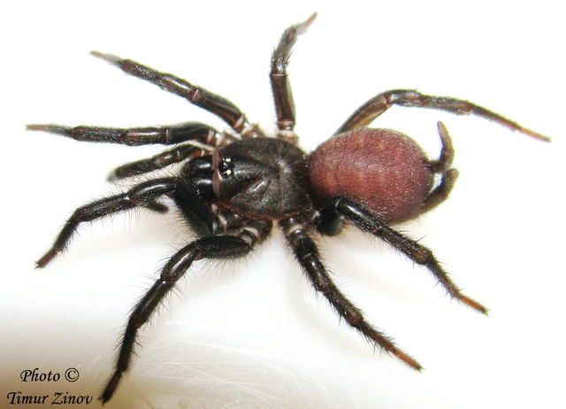 Macrothele sp. (Ausserer / 1871) Macrot11