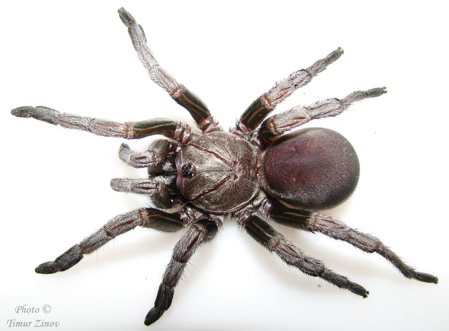 Cyphonisia sp.(Silver African Trapdoor spider) - Страница 2 Silver10