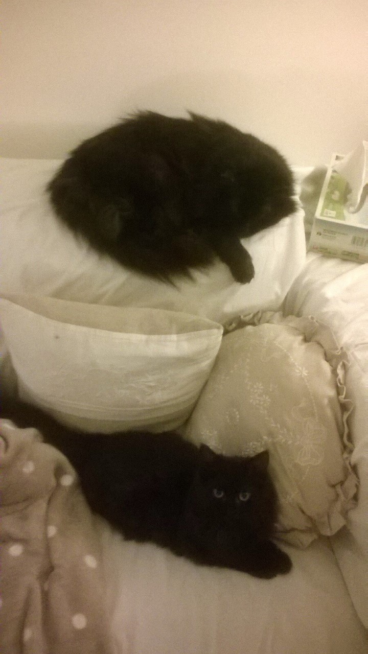 MICHOCO, chaton noir, 4 mois - M Thumbn31