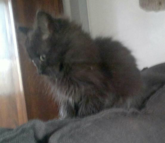 MISTER TY, chaton européen noir poils mi longs, 2 mois 1/2, M  Thumbn40