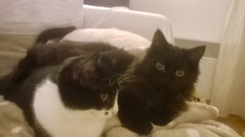 MICHOCO, chaton noir, 4 mois - M Thumbn61