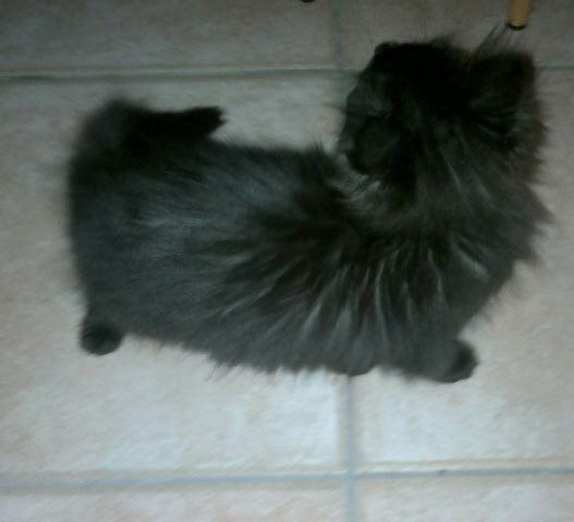 MISTER TY, chaton européen noir poils mi longs, 2 mois 1/2, M  Thumbn70