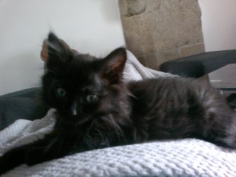 MISTER TY, chaton européen noir poils mi longs, 2 mois 1/2, M  Thumbn79