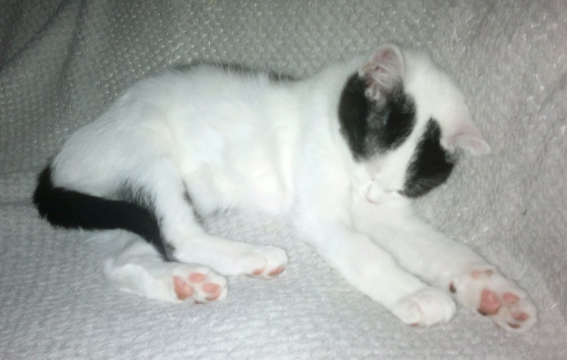 MISS TY, chatonne noire et blanche, 2 mois 1/2 , F  Thumbn95