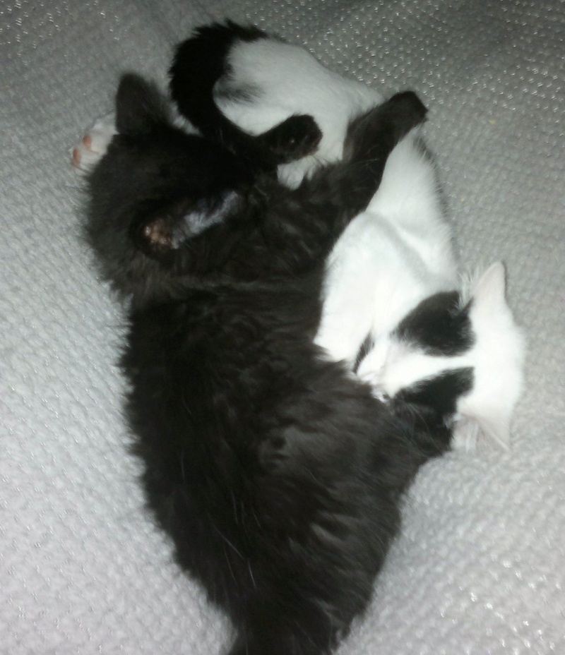 MISS TY, chatonne noire et blanche, 2 mois 1/2 , F  Thumbn96