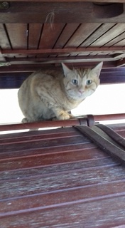 Lugdunum, chat roux né en 2014 20161016