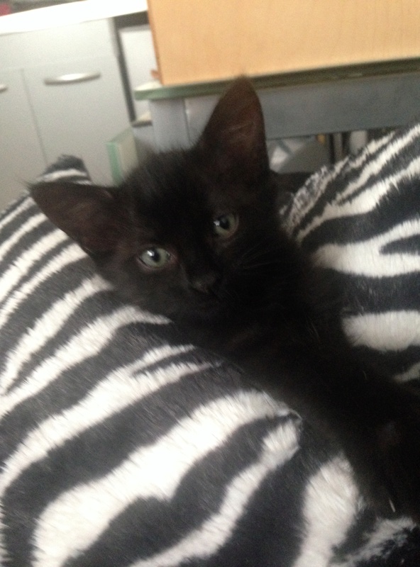 Milan, chaton noir né en août 2016 Milan210