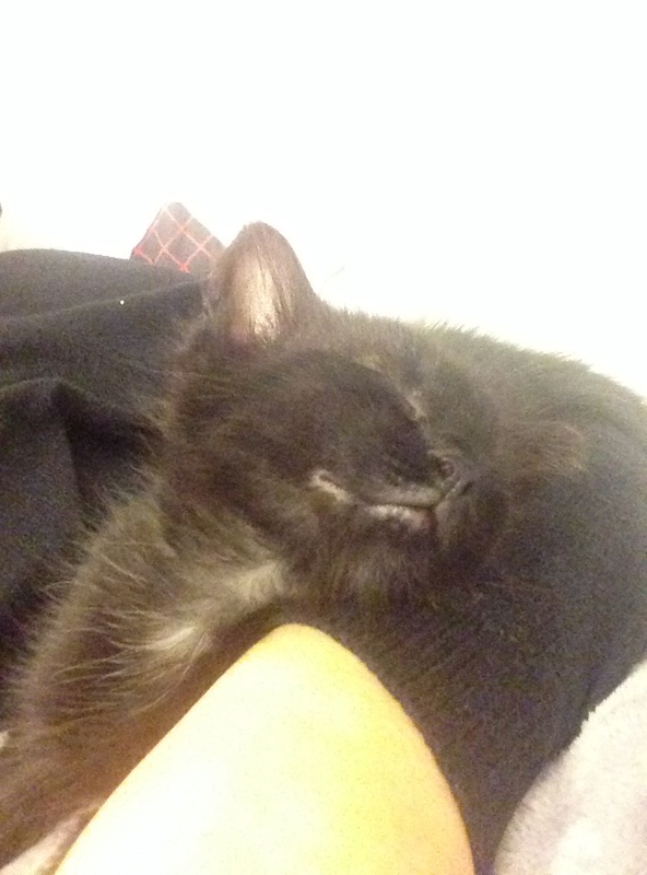 Milan, chaton noir né en août 2016 Milan410