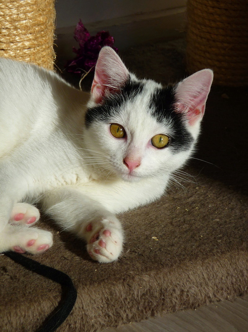 Olbia, chatonne noire et blanche née en juin 2016 P1200410
