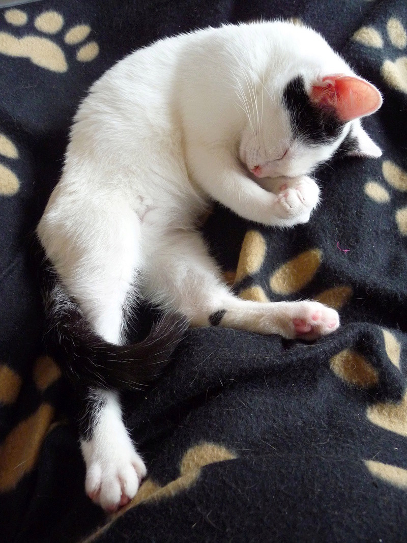 Olbia, chatonne noire et blanche née en juin 2016 P1200414