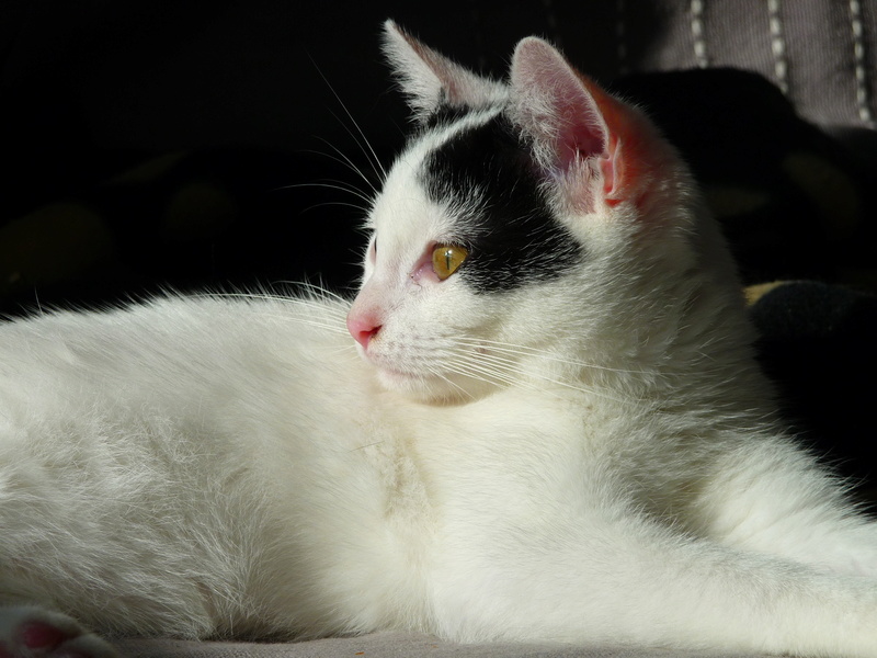 Olbia, chatonne noire et blanche née en juin 2016 P1200512