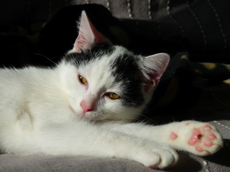 Olbia, chatonne noire et blanche née en juin 2016 P1200513