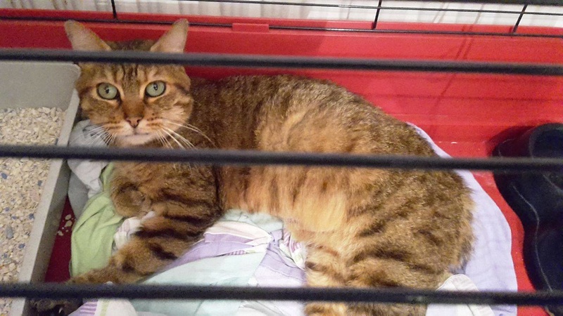 Pampelune cherche une famille d'accueil => chez Margot, merci !! Pamp210
