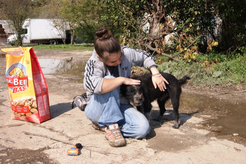 Carlos, chiot né en janvier 2016, petit moustachu Dsc04918