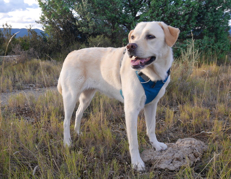 Dana et Ikka : labradorette et aussie trop chouettes ! - Page 4 P1070916