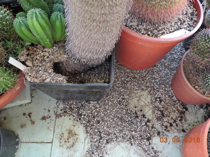 Cacti and Sukkulent in Köln, every day new flowers in the greenhouse Part 150 Bild_120