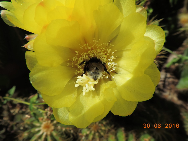 Cacti and Sukkulent in Köln, every day new flowers in the greenhouse Part 150 Bild_143