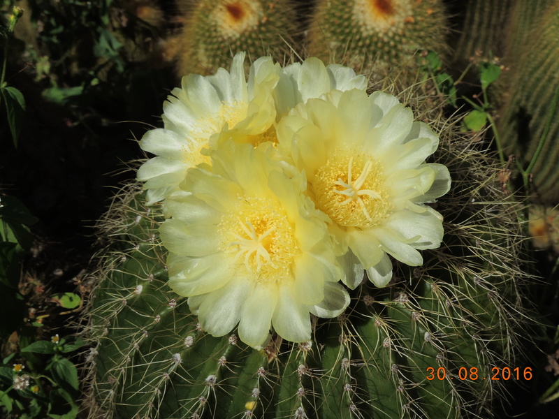 Cacti and Sukkulent in Köln, every day new flowers in the greenhouse Part 151 Bild_176