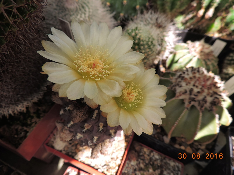 Cacti and Sukkulent in Köln, every day new flowers in the greenhouse Part 151 Bild_177