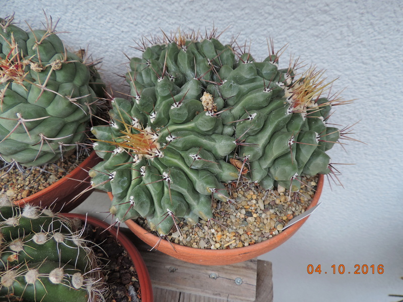 Cacti and Sukkulent in Köln, every day new flowers in the greenhouse Part 151 Bild_288