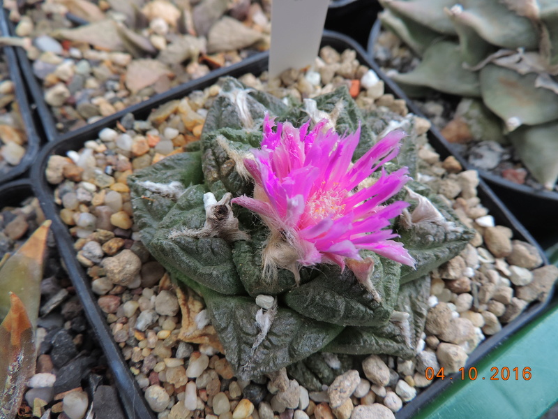 Cacti and Sukkulent in Köln, every day new flowers in the greenhouse Part 151 Bild_304