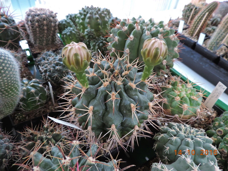 Cacti and Sukkulent in Köln, every day new flowers in the greenhouse Part 152 Bild_355