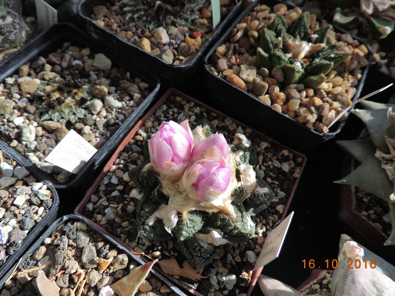 Cacti and Sukkulent in Köln, every day new flowers in the greenhouse Part 152 Bild_360