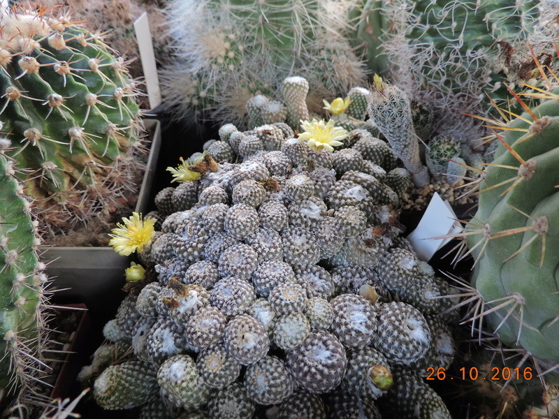 Cacti and Sukkulent in Köln, every day new flowers in the greenhouse Part 152 Bild_407