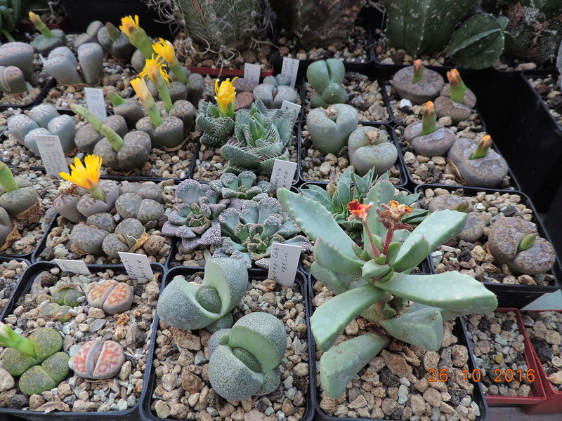 Cacti and Sukkulent in Köln, every day new flowers in the greenhouse Part 152 Bild_418