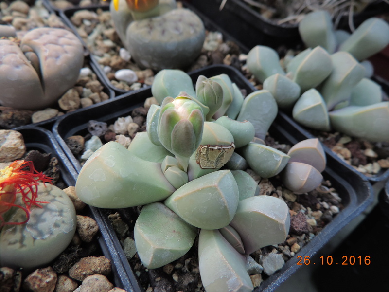 Cacti and Sukkulent in Köln, every day new flowers in the greenhouse Part 152 Bild_422