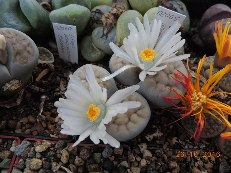 Cacti and Sukkulent in Köln, every day new flowers in the greenhouse Part 152 Bild_429