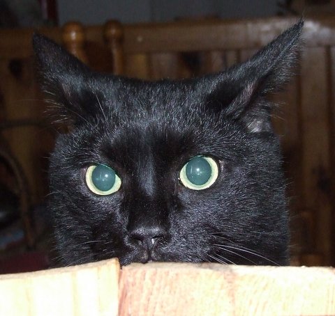 Saphyr / Bigoudi chaton noir, né début septembre 2011 - Page 4 Dscf4911