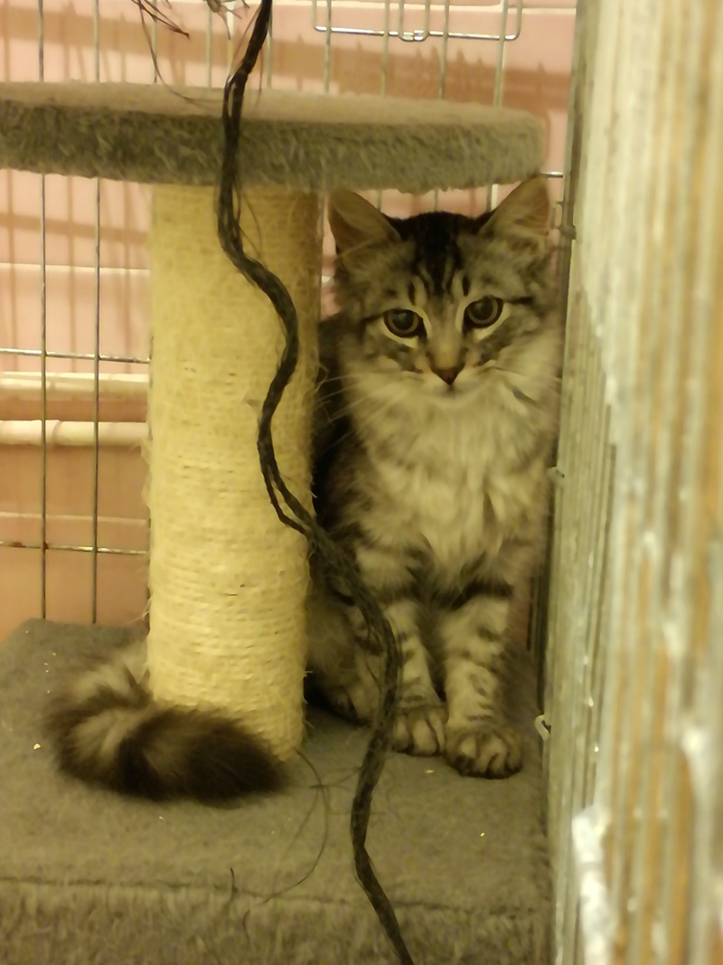 Mufasa, mâle type européen sylver tabby angora estimé né 01/04/2016 Img_2016