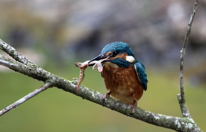 une autre passion ...Photo animaliere .. Img_6110