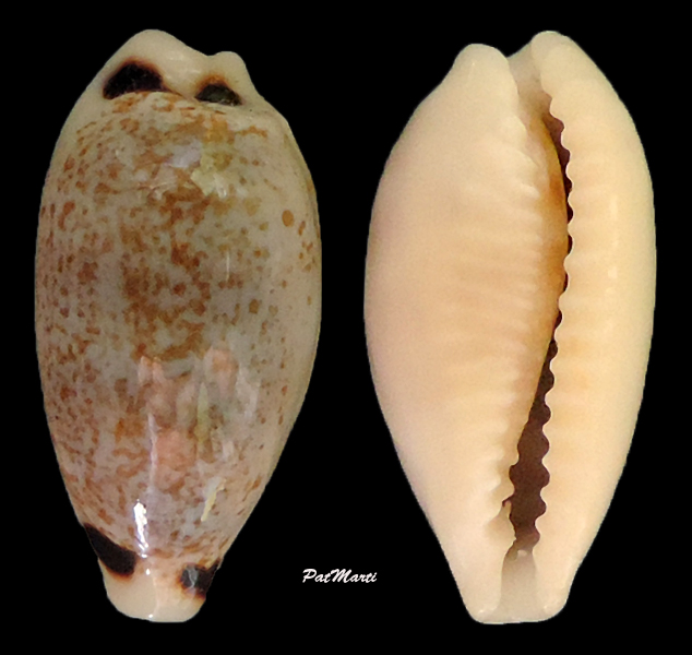Eclogavena quadrimaculata - (J.E. Gray, 1824) Cyp-qu10