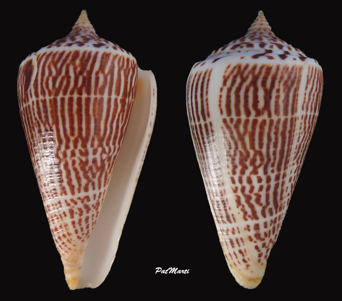 Conus (Lindaconus) lorenzianus  Dillwyn, 1817 Lindac10