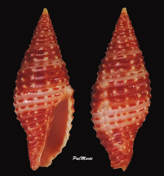 Pseudonebularia gracilefragum (H. Turner, 2007) Mitrag10