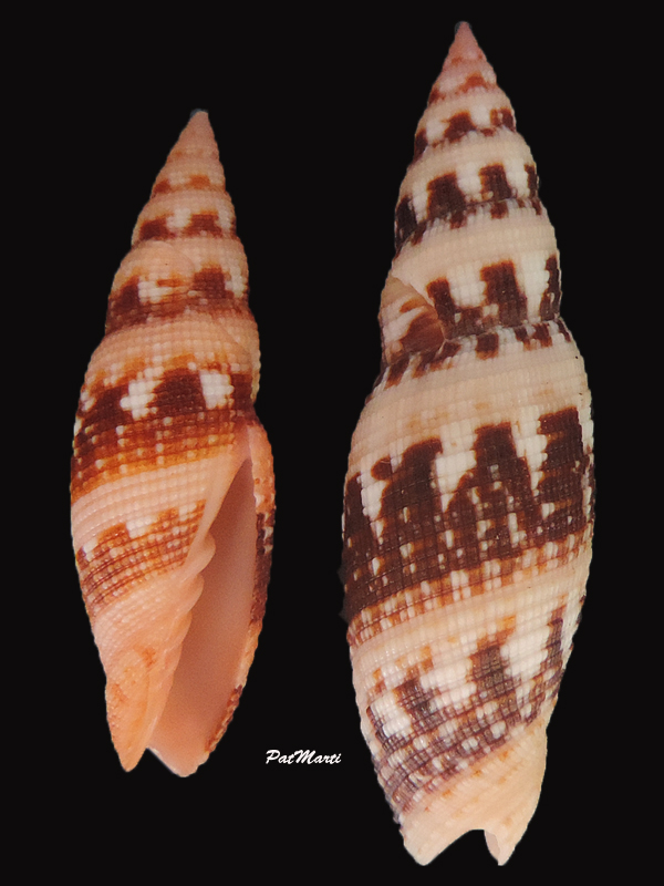 Neocancilla clathrus (Gmelin, 1791)  Subcan10