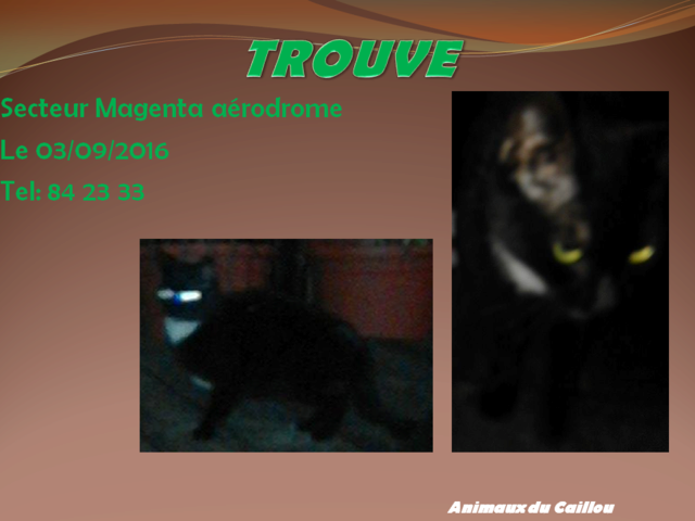 TROUVE chat noir et blanc à Magenta aérodrome le 03/09/2016 20160916