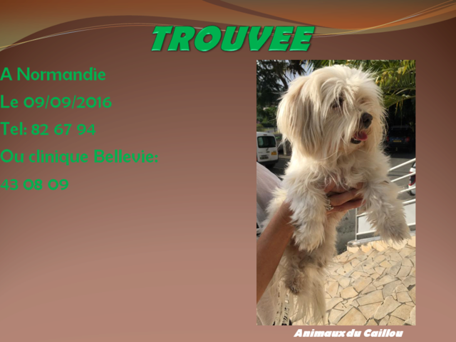 TROUVEE bichon blanche à Normandie le 09/09/2016 20160924